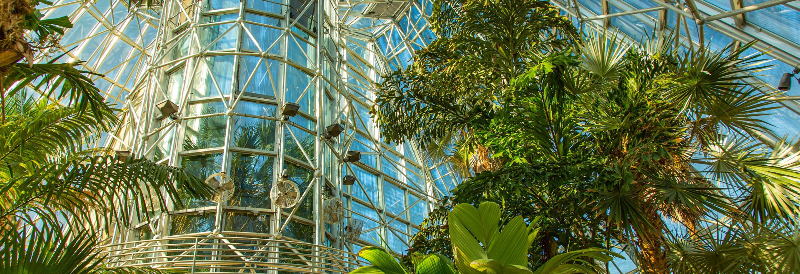 greenhouse interior at SABG