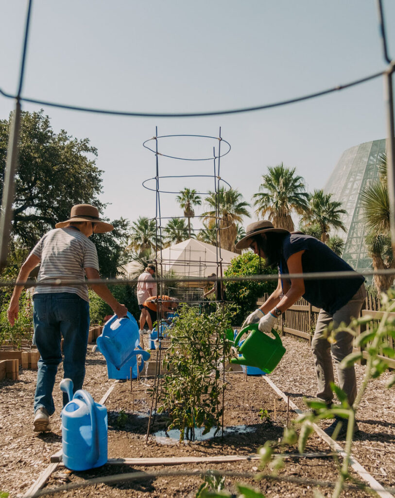 Children’s Vegetable Garden