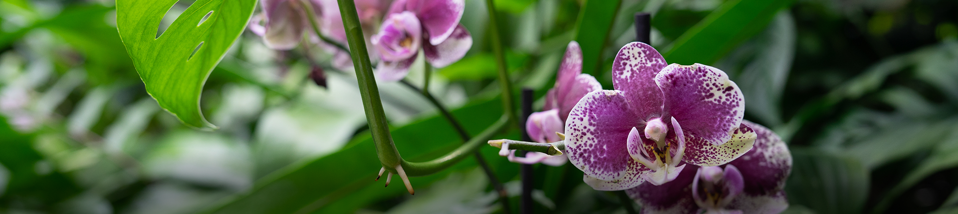 purple orchid