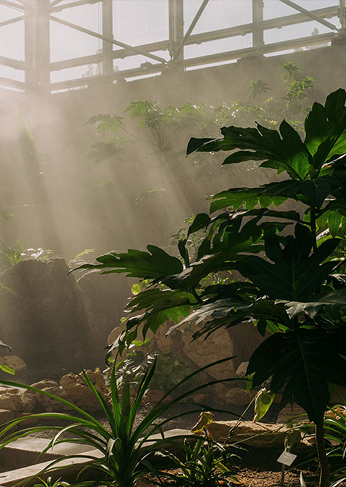greenhouse interior at SABG