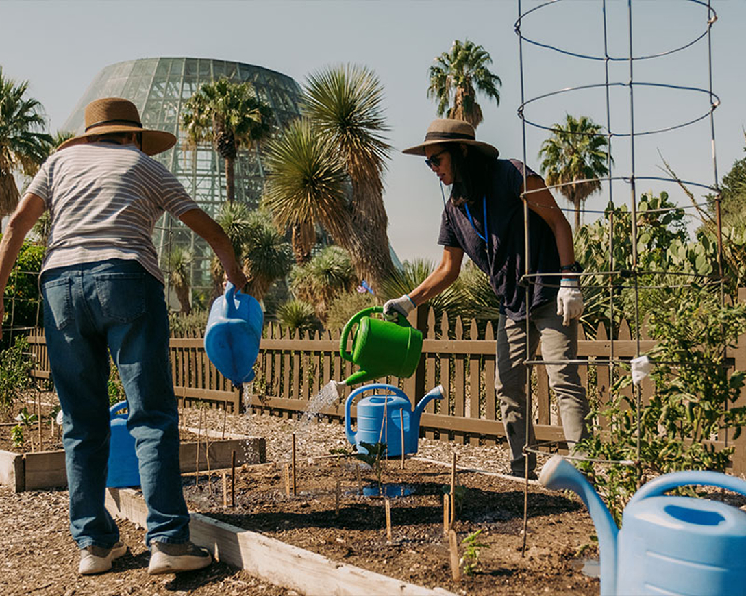 gardening at San Antonio Botanical Garden